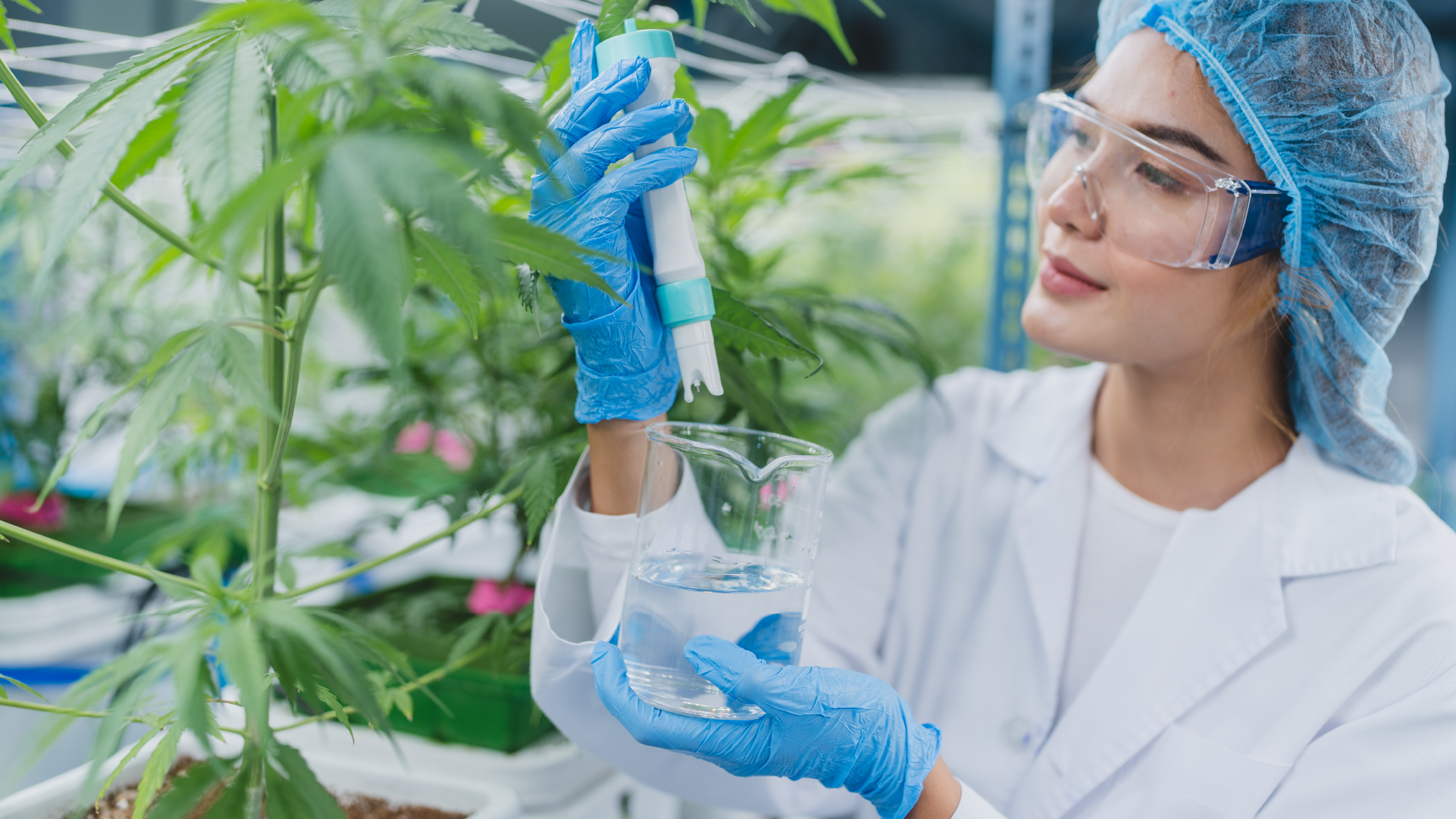 Cannabis Colombia y estrategia contra incendio