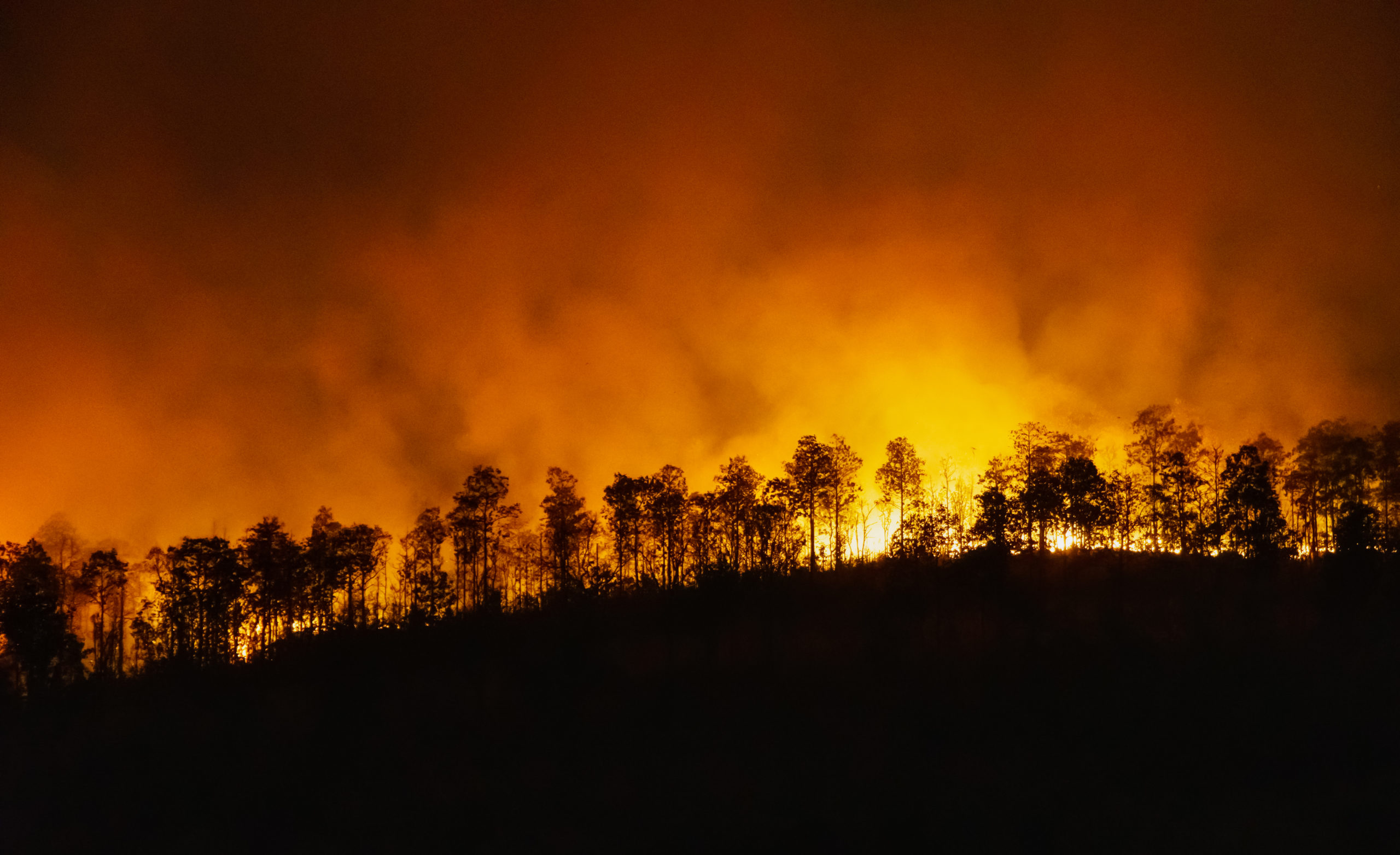Incendios Forestales: Un peligro Creciente